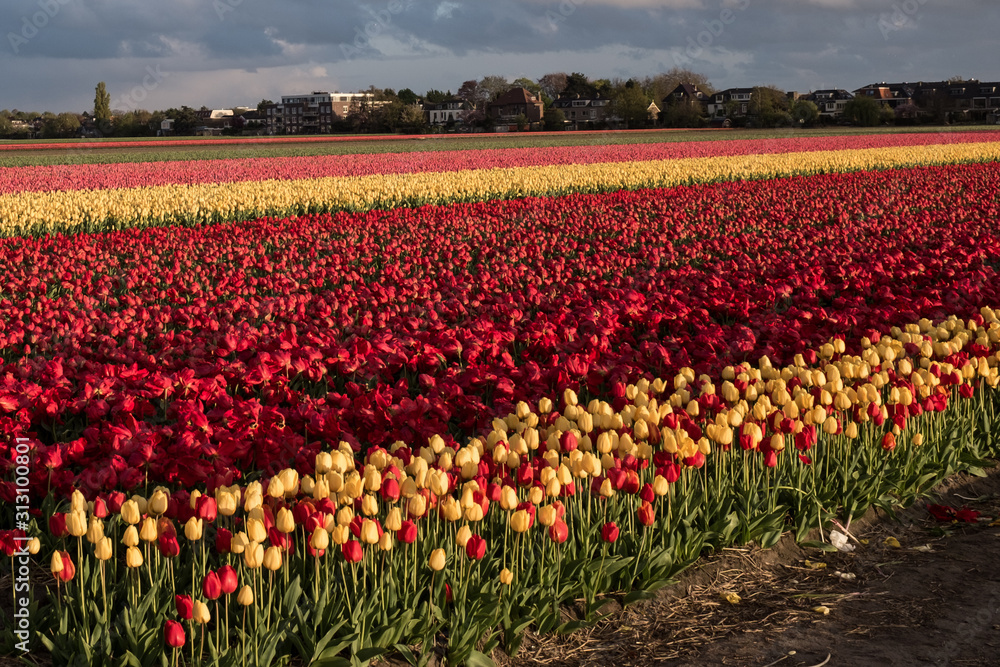 Rows of colourful tulips in Hillegom, Holland