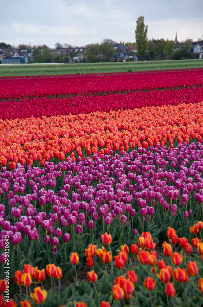 Rows of colourful tulips in Hillegom, Holland