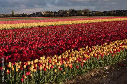 Wallpaper Mural Rows of colourful tulips in Hillegom, Holland Torontodigital.ca