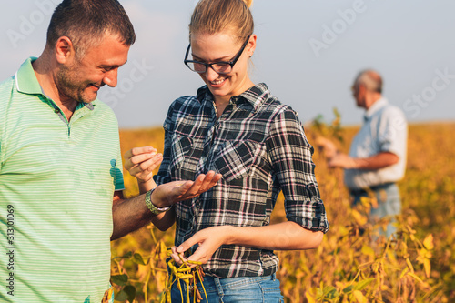 Group of farmers standing in a field examining soybean crop before harvesting.