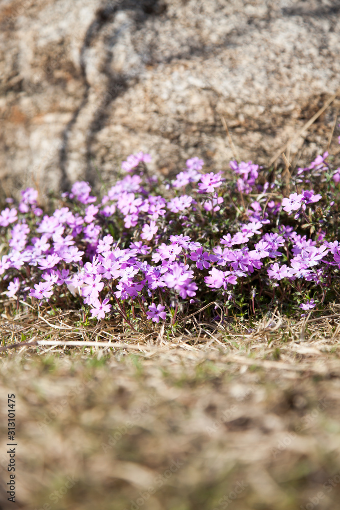 Beautiful flowers that huddled together Beautiful flowers that huddled together