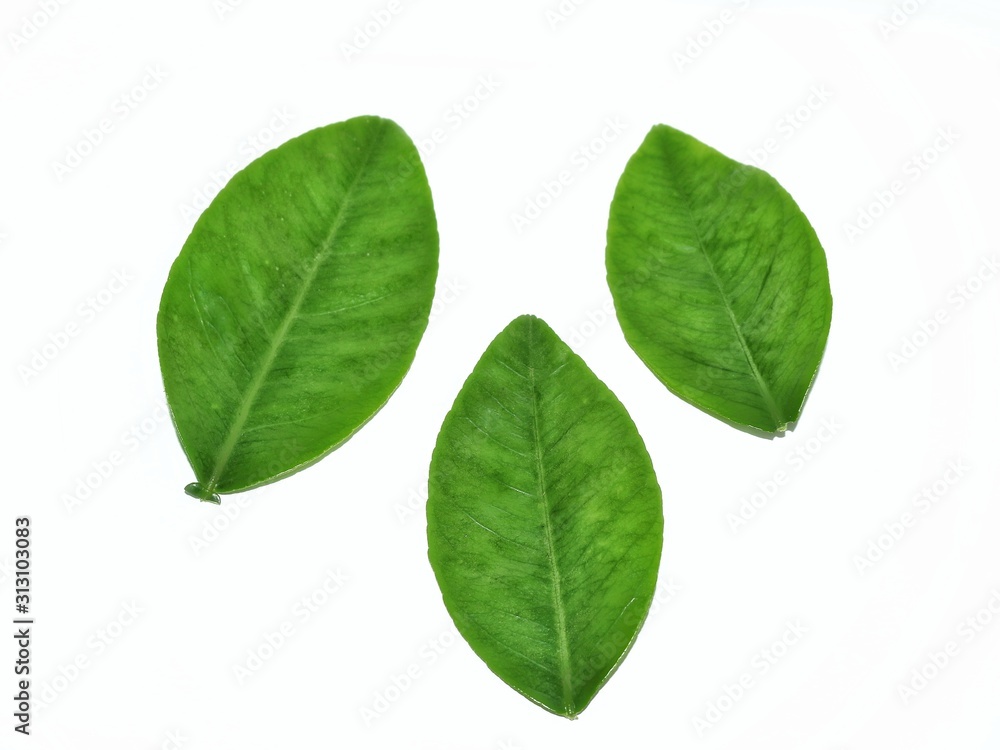 green leaf isolated on white background green leaf isolated on white background