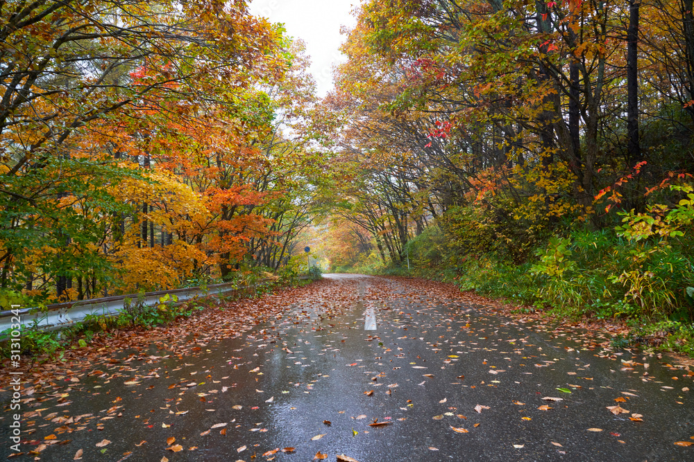 road in autumn season of fukushima with colorful leaf tree