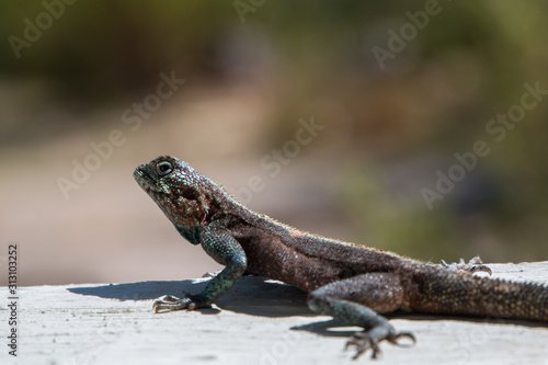 Southern Rock Agama (Agama atra) lizard sitting on a flat surface side view. © MWolf Images