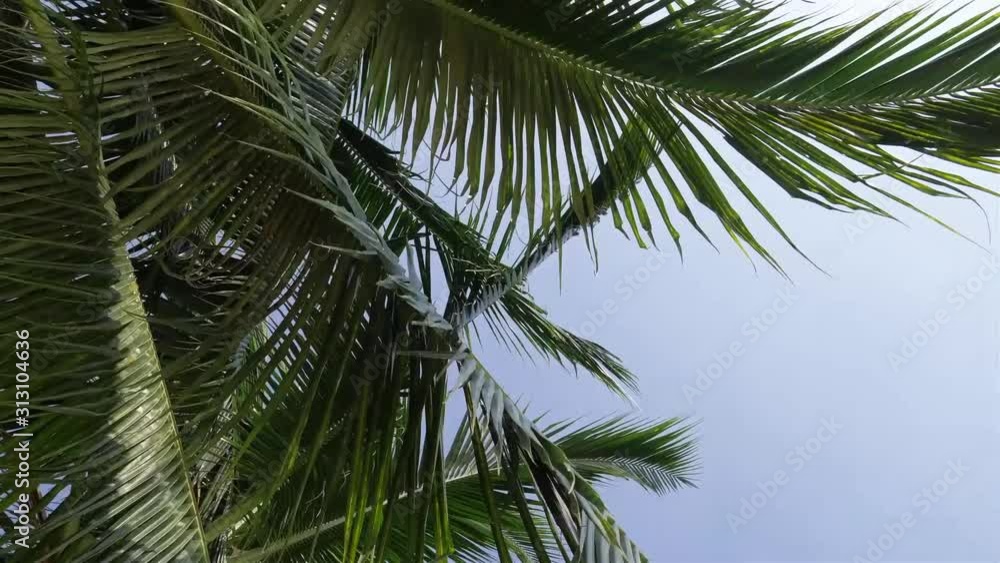 Dense Leaves on Coconut Trees and Apartments Dense Leaves on Coconut Trees and Apartments