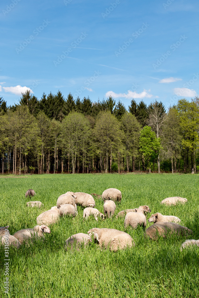 Fototapeta premium Schafe auf grüner Wiese