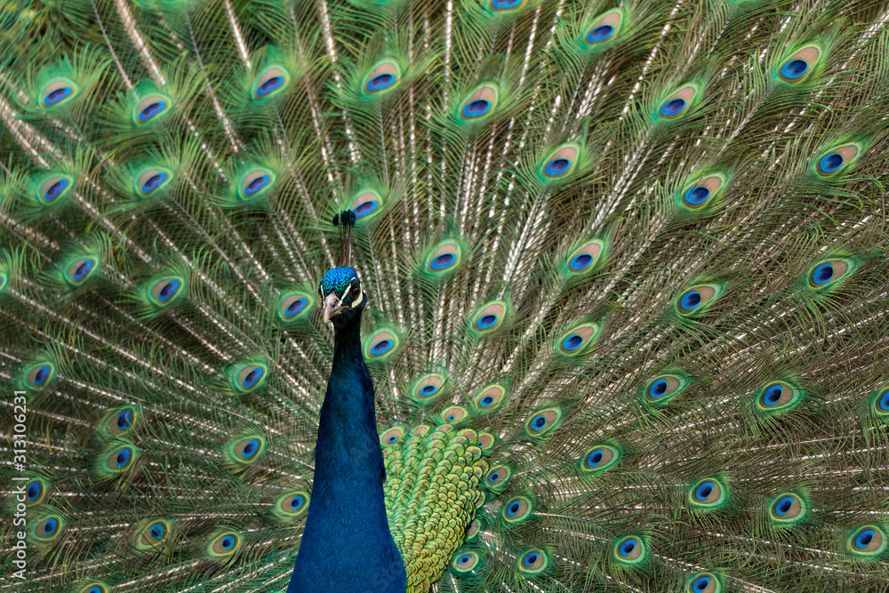 Obraz premium Blaue Pfau (Pavo cristatus)Pfau, Hahn, Rad,