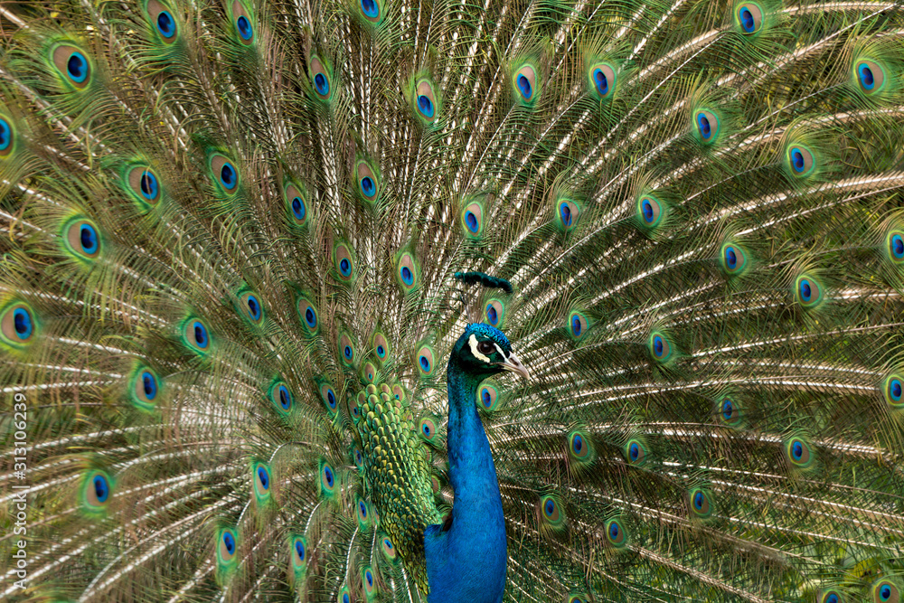 Naklejka premium Blaue Pfau (Pavo cristatus)Pfau, Hahn, Rad,