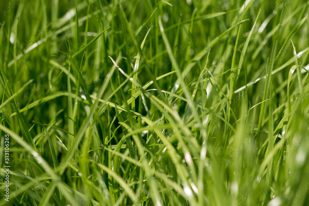 Grünes Gras, Nahaufnahme Grünes Gras, Nahaufnahme