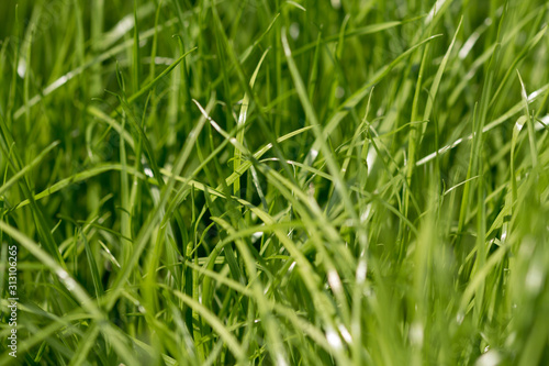 Grünes Gras, Nahaufnahme
