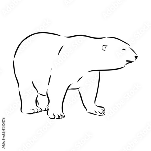 illustration of polar bear