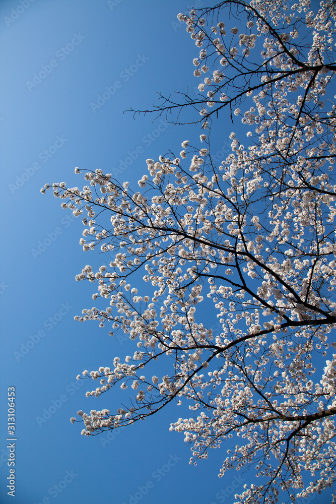 Cherry Blossom… like a snow