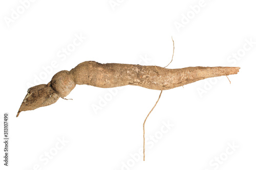 Tableau sur toile cassava isolated on white background, cassava for tapioca flour industry