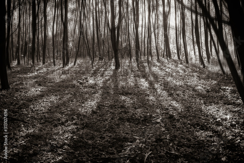 Fototapeta Naklejka Na Ścianę i Meble -  Lots of young trees casting shadows, trees with motion blur filters, green forest, motion blur effect, black and white photo