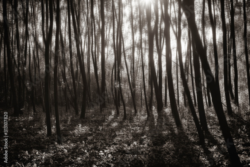 Lots of young trees casting shadows  trees with motion blur filters  green forest  motion blur effect  black and white photo
