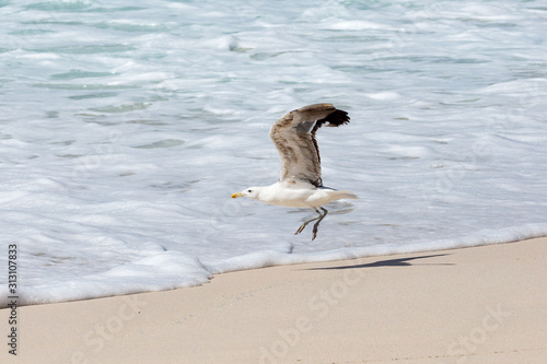 Kelp Gull (Larus dominicanus) taking off from the beach, South Africa