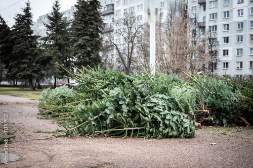 Fototapeta Naklejka Na Ścianę i Meble -  Stack of green Christmas tree on the ground left after celebration