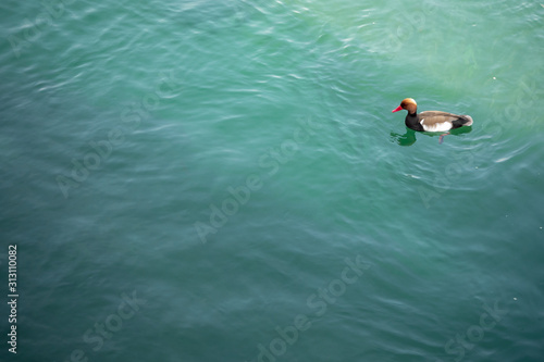 Small cute young duck floating in green river for background, copy space