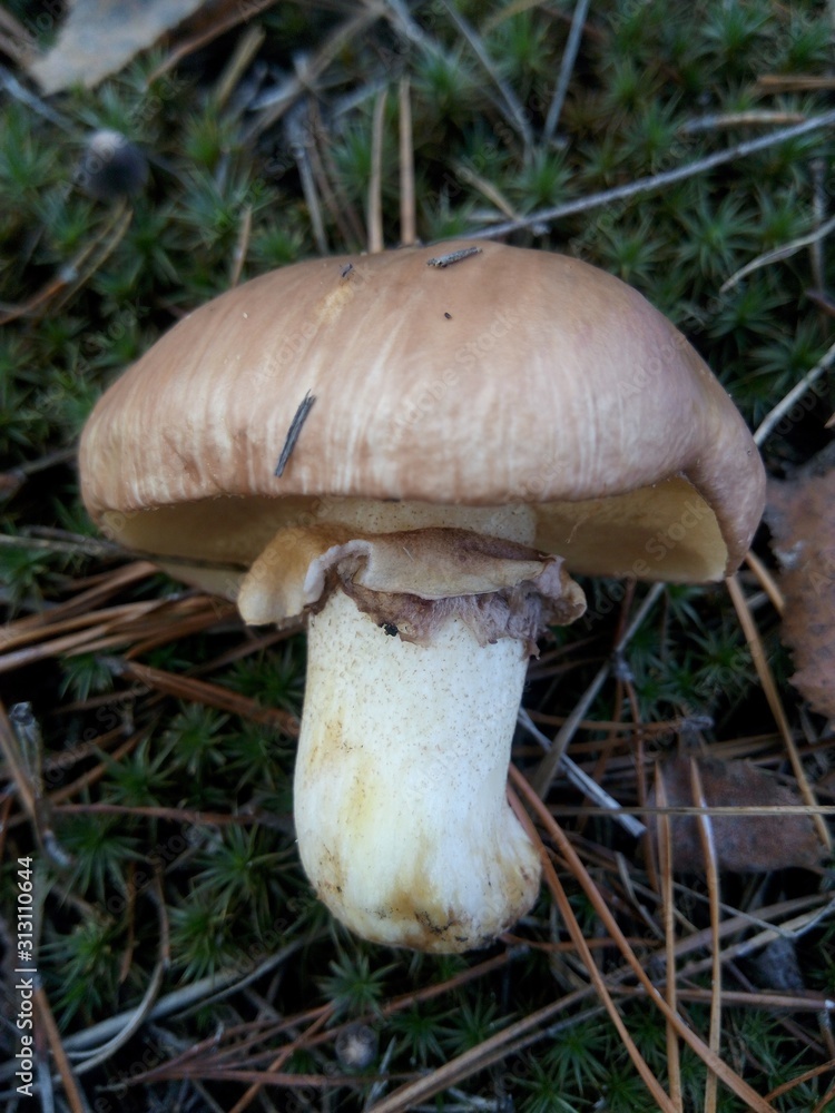 Oiler mushroom in the forest on an autumn day Oiler mushroom in the forest on an autumn day