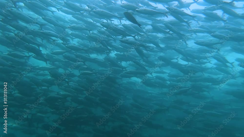 Low Angle View Of School Of Jack Fish Swimming In Ocean Low Angle View Of School Of Jack Fish Swimming In Ocean