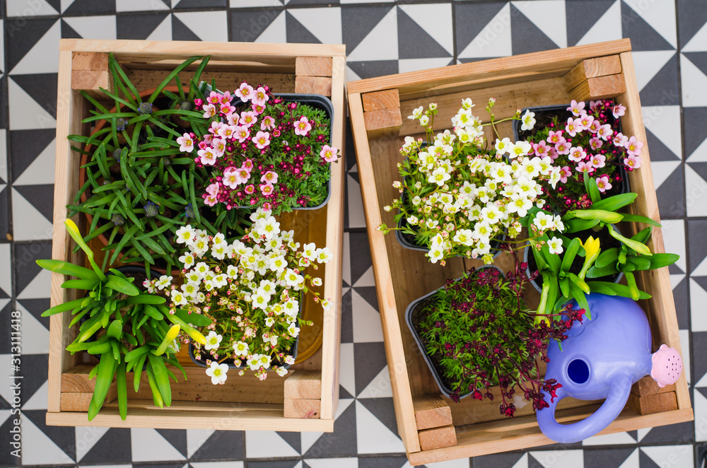 Flower pots for small garden, patio or terrace. Seedlings of spring beautiful flowers in a wooden box.