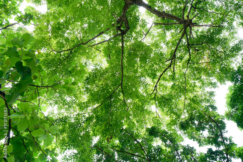 Green tree leaf sky background taken from the low point of view and looking upwards toward the top Green tree leaf sky background taken from the low point of view and looking upwards toward the top