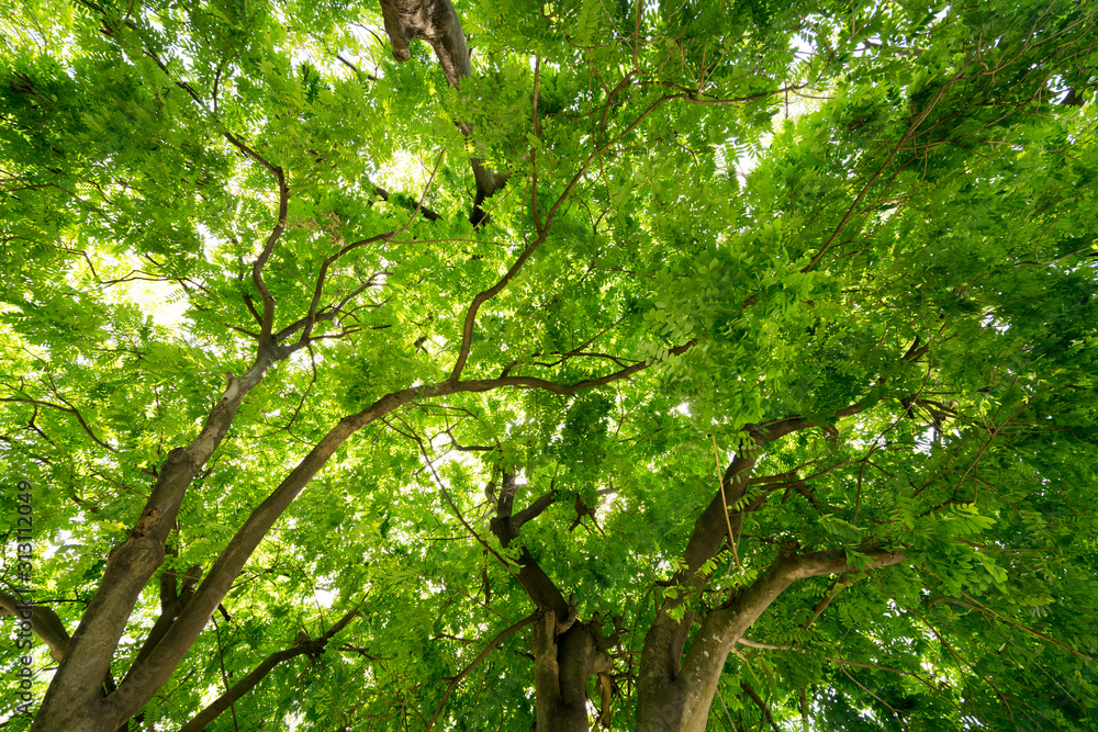 Green tree leaf sky backgrounds taken from below Green tree leaf sky backgrounds taken from below