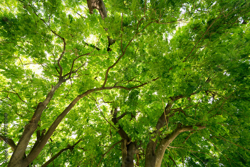 Green tree leaf sky backgrounds taken from below