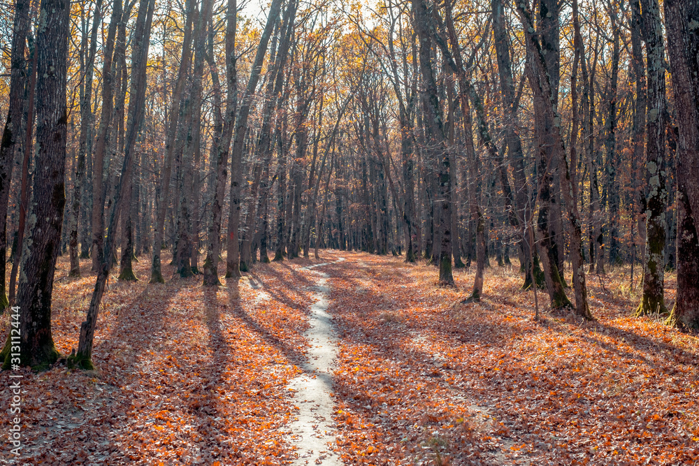 Obraz premium empty path through the forest