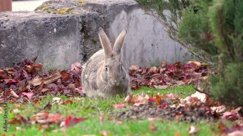 A rabbit eat fresh green grass and lawn on a sunny summer day, grey fluffy skin. Close-up. 4k footage.