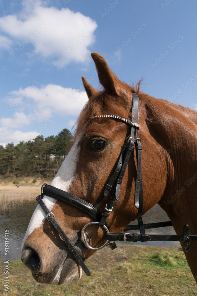 Naklejka premium horse