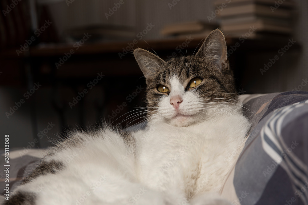 Young kitty on the sofa with beautiful yellow eyes Young kitty on the sofa with beautiful yellow eyes