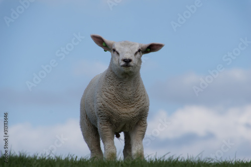 schapen op de dijk
