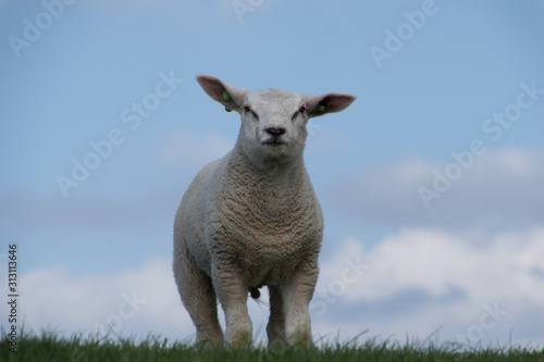 schapen op de dijk © maaike