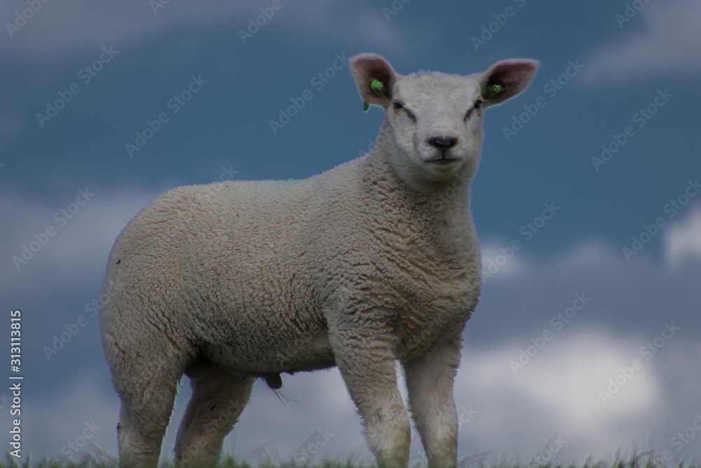 Obraz premium schapen op de dijk