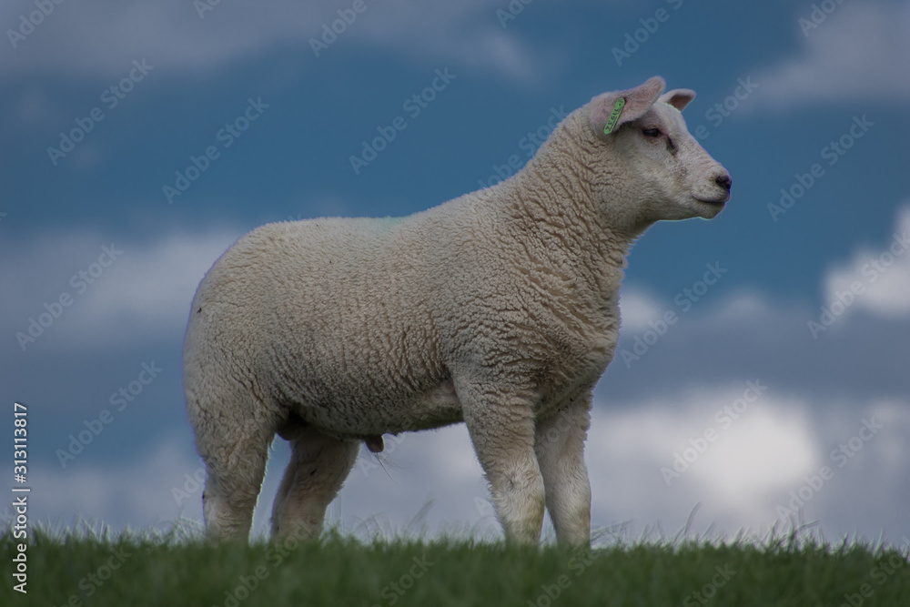 Obraz premium schapen op de dijk