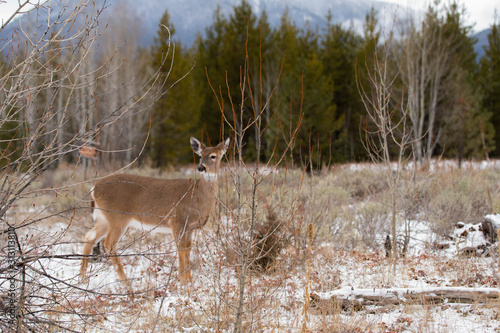 Wild Deer in Glacier National Park in Winter