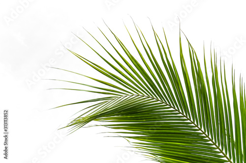palm leaves isolated on white background © Nature Peaceful 