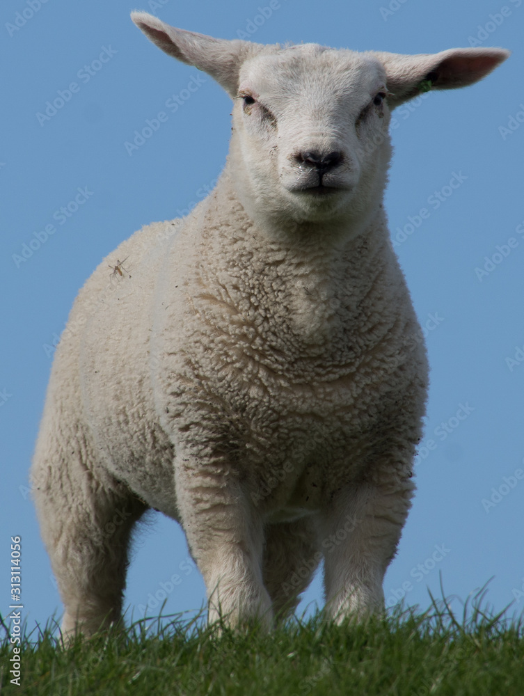Obraz premium schapen op de dijk