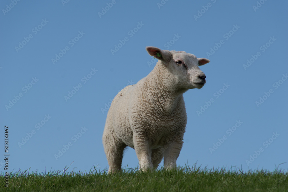 schapen op de dijk schapen op de dijk