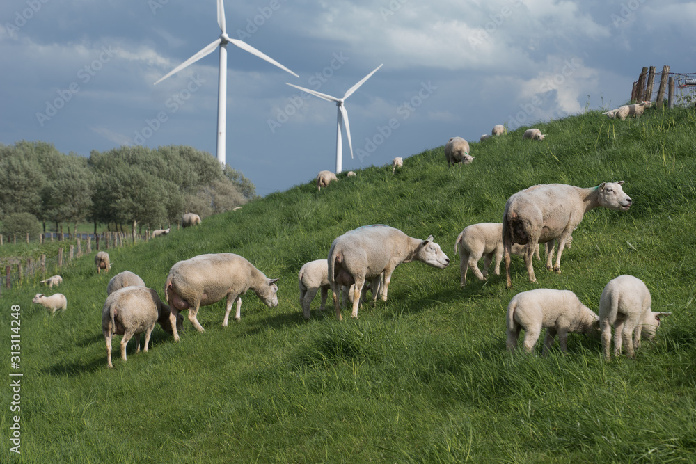 schapen op de dijk schapen op de dijk