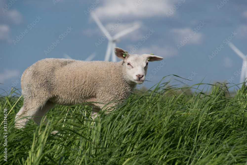 Obraz premium schapen op de dijk