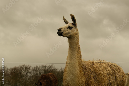 Lama magnifique très grand dans son champ © Ayma