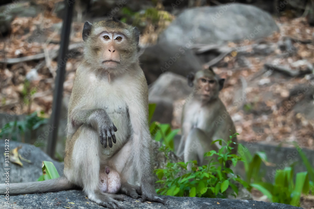 Wild animal, monkey in natural posture looking at camera Wild animal, monkey in natural posture looking at camera