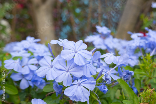 Close up of Hydrangea in the garden photo