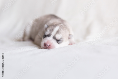 Husky breed puppy with eyes closed, silver color, pink dog nose, neutral background, isolated © Olga Gimaeva