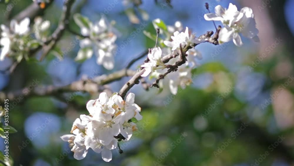 Blossoming Spring Garden Blossoming Spring Garden