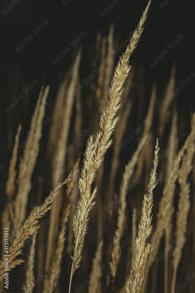 Fototapeta premium ears of wheat