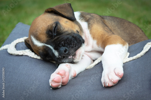 Sweet puppy of the dog sleeping on the pillow