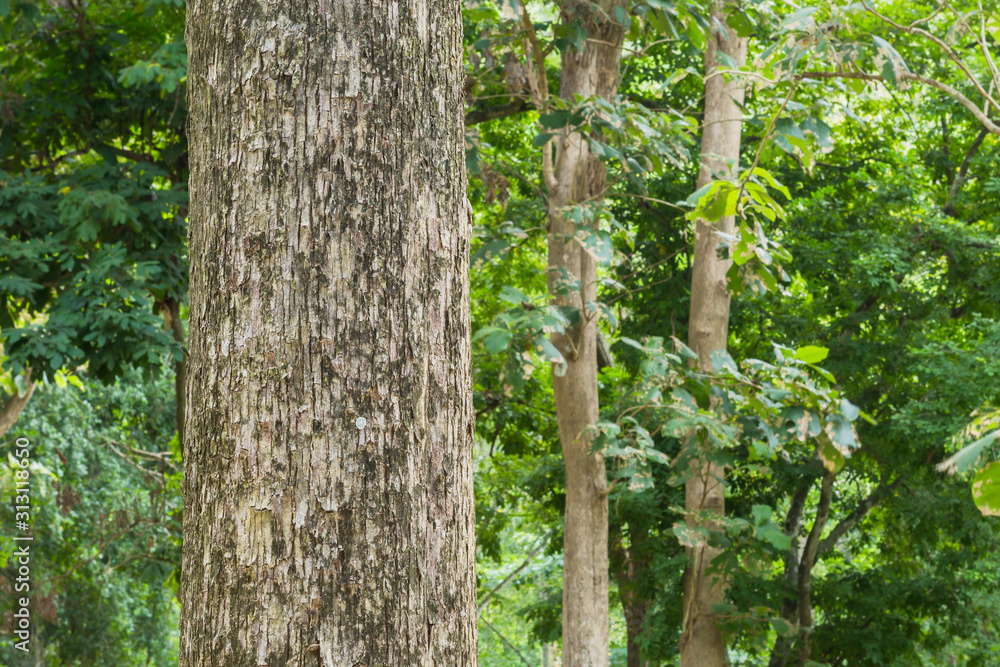 Teak tree in the forest